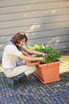 green basics garden xxl schotel 60cm mild terra